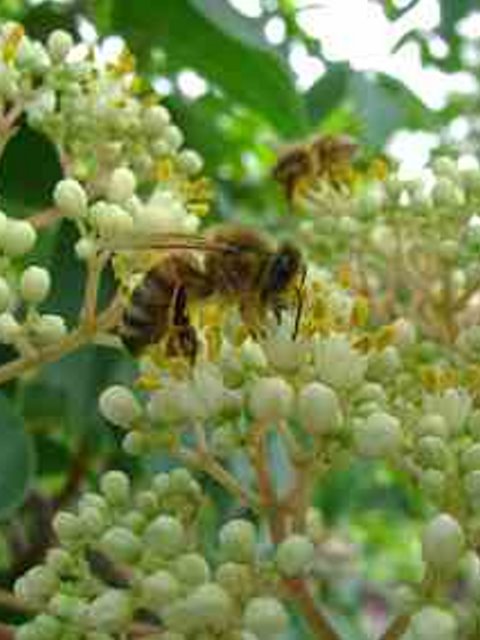 Biene Blüte Euodia