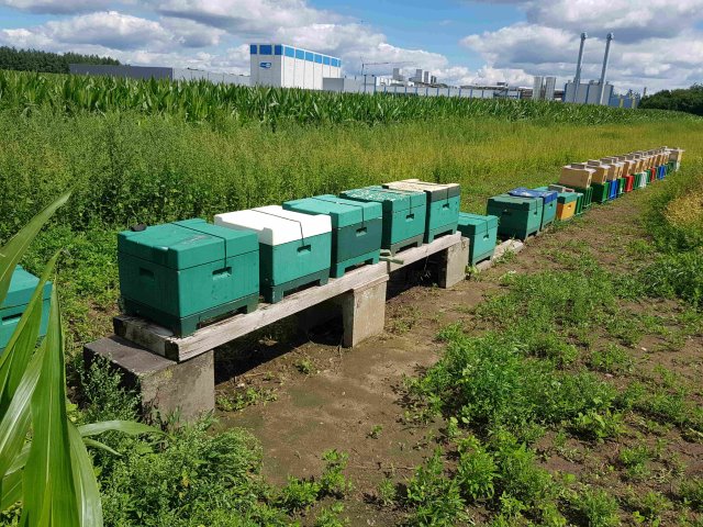 Bienenstand in Löningen mit Ablegerstand